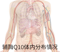 輔酶Q10體內(nèi)分布情況